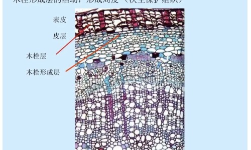 婴儿开口剑网 | 婴儿开喉剑有副作用吗,婴儿开口茶有什么作用